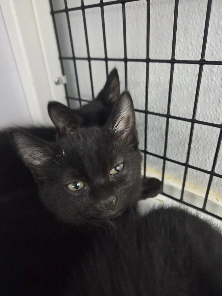 A baby small-sized female Black Domestic Short Hair cat named Rosemary for adoption in Salmon, ID