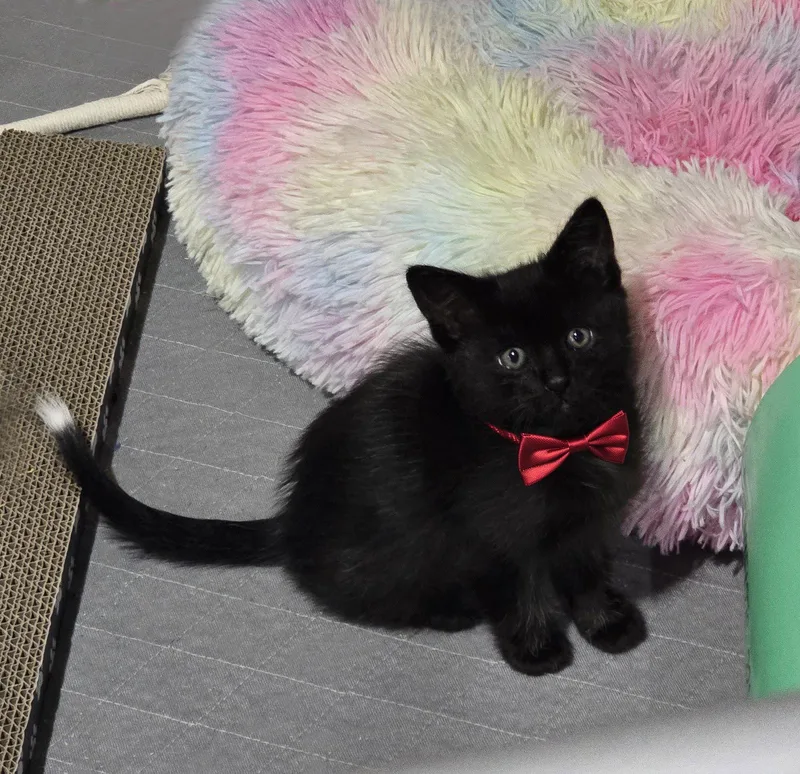 A baby medium-sized male Domestic Medium Hair cat named Murilo for adoption in San Jose, CA