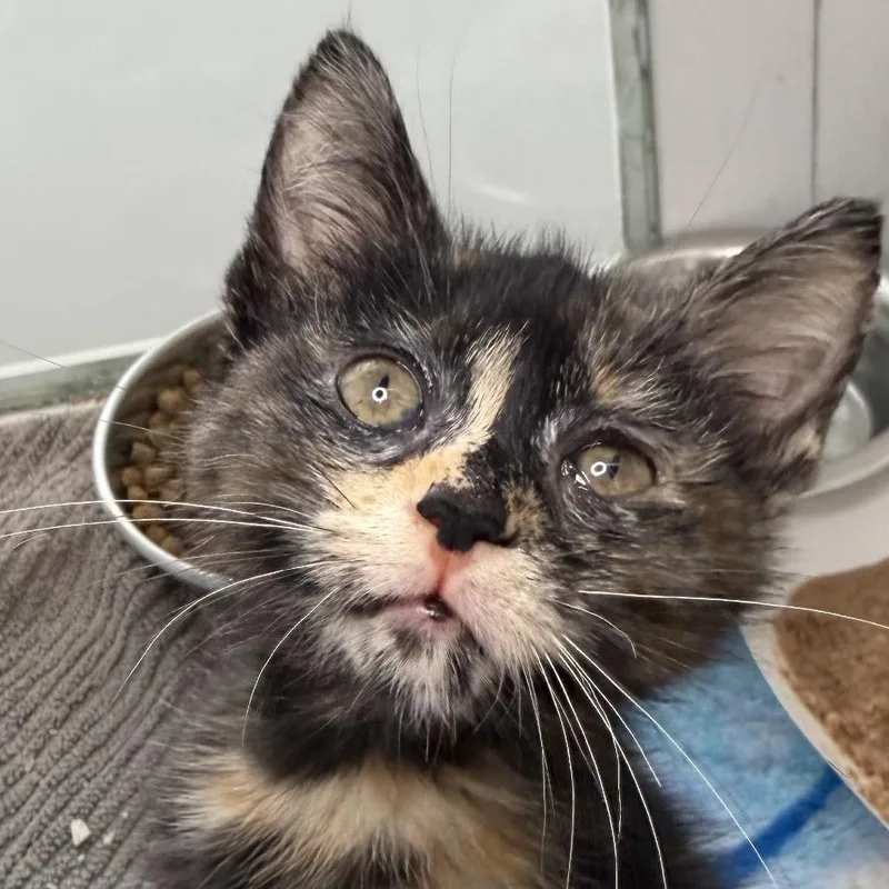 A baby small-sized female Domestic Short Hair cat named Frido for adoption in Los Angeles, CA