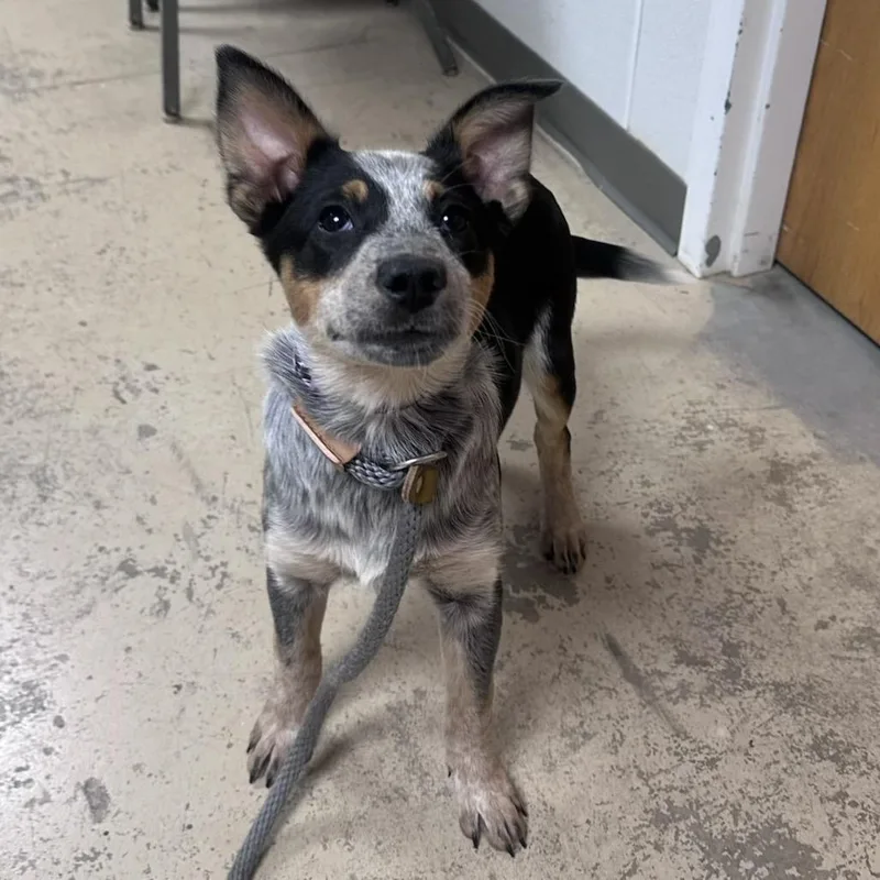 A baby small-sized female Black Australian Cattle Dog / Blue Heeler dog named Blizzard for adoption in Pekin, IL