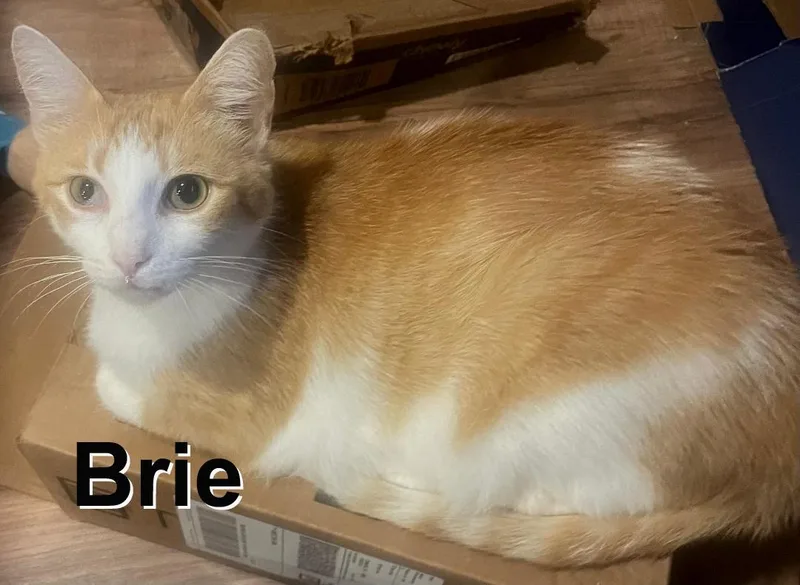 An adult medium-sized female Tabby (Orange / Red) Domestic Short Hair cat named Brie Gil. for adoption in Stowe, PA