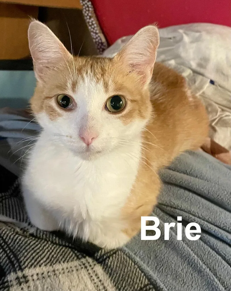 Brie Gil. thumbnail 2