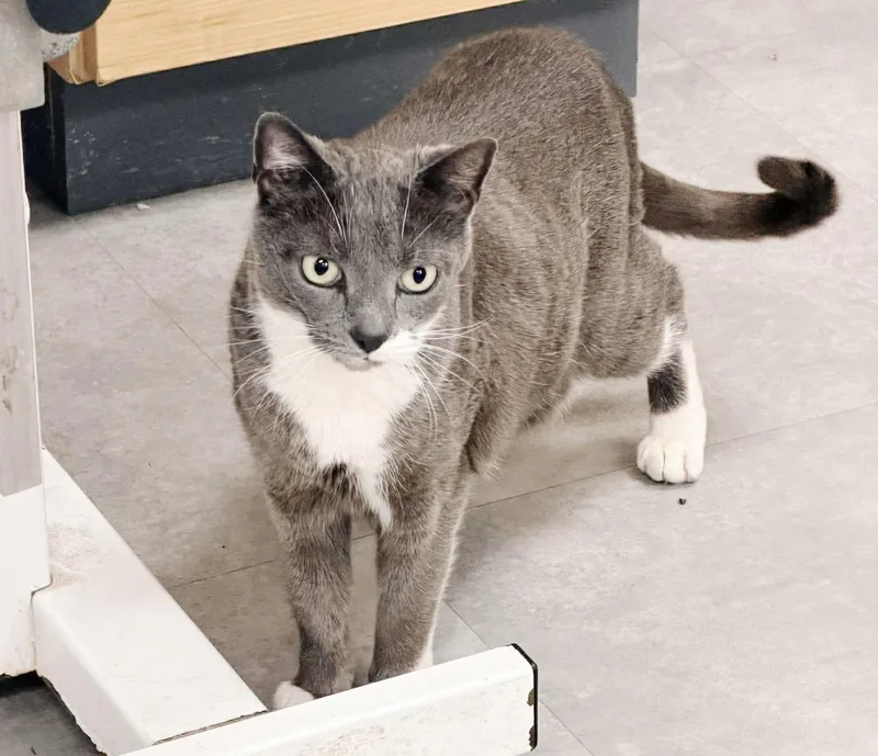 A young large-sized male Gray / Blue / Silver Tuxedo cat named Chairman Sox for adoption in Philadelphia, PA