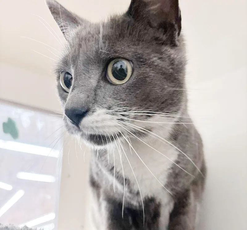 Chairman Sox thumbnail 3