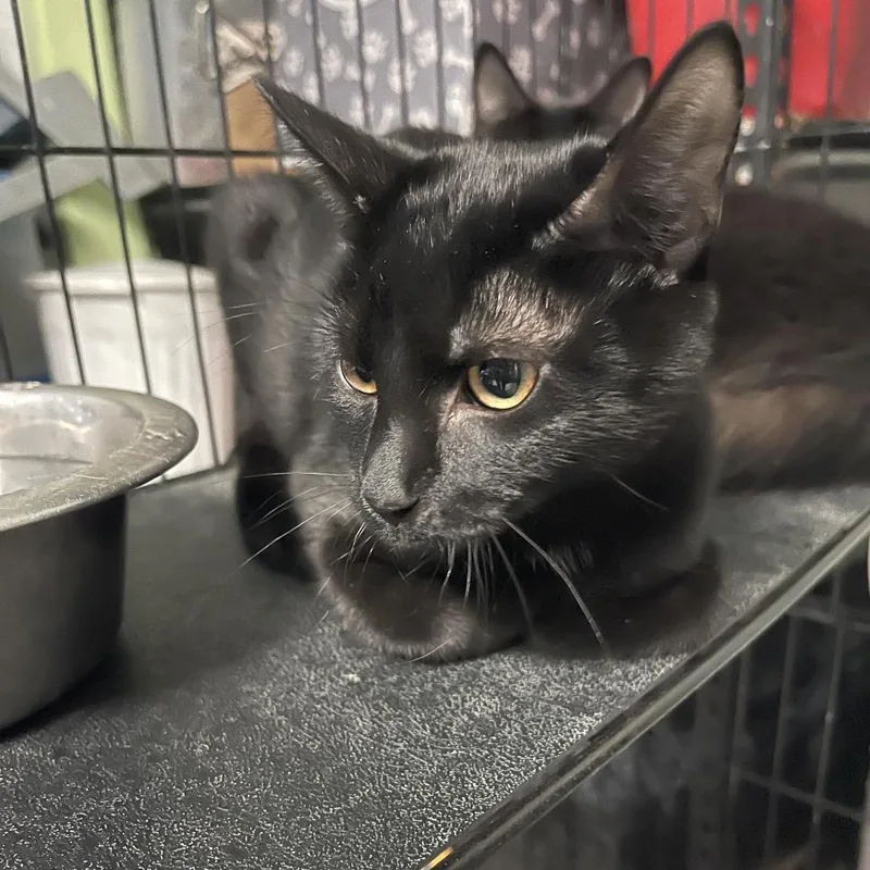 A baby small-sized female Black Domestic Short Hair cat named Blacky for adoption in Eufaula, AL