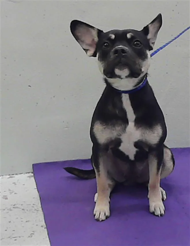 A young small-sized female Staffordshire Bull Terrier dog named A for adoption in Houston, TX