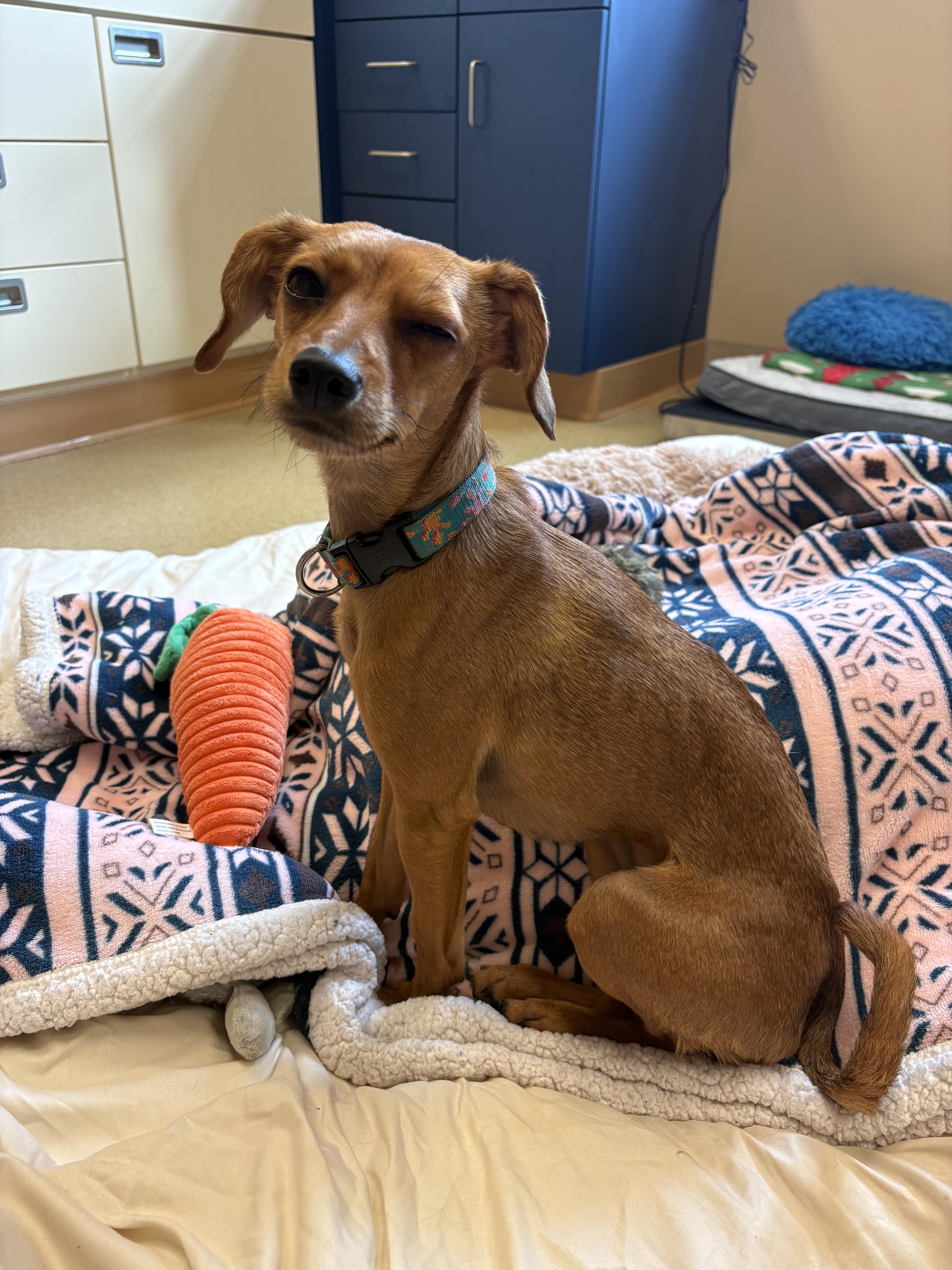An adult small-sized female Italian Greyhound dog named Eva for adoption in Bristol, RI