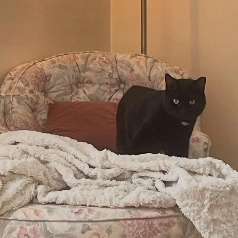 A young medium-sized female Black Domestic Short Hair cat named Artemis for adoption in FITCHBURG, MA