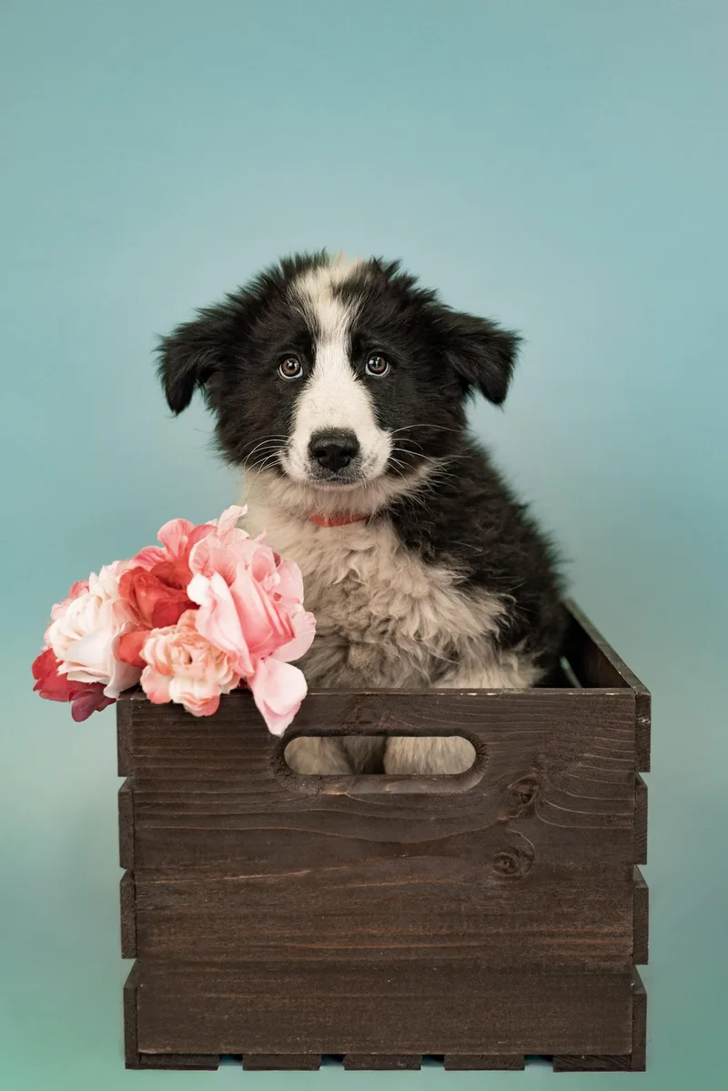 A baby large-sized male Great Pyrenees dog named 599-26 for adoption in Brighton, CO