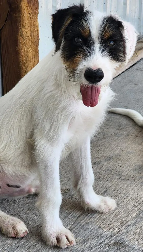 A baby medium-sized male Terrier dog named Triglav for adoption in Fort Lupton, CO