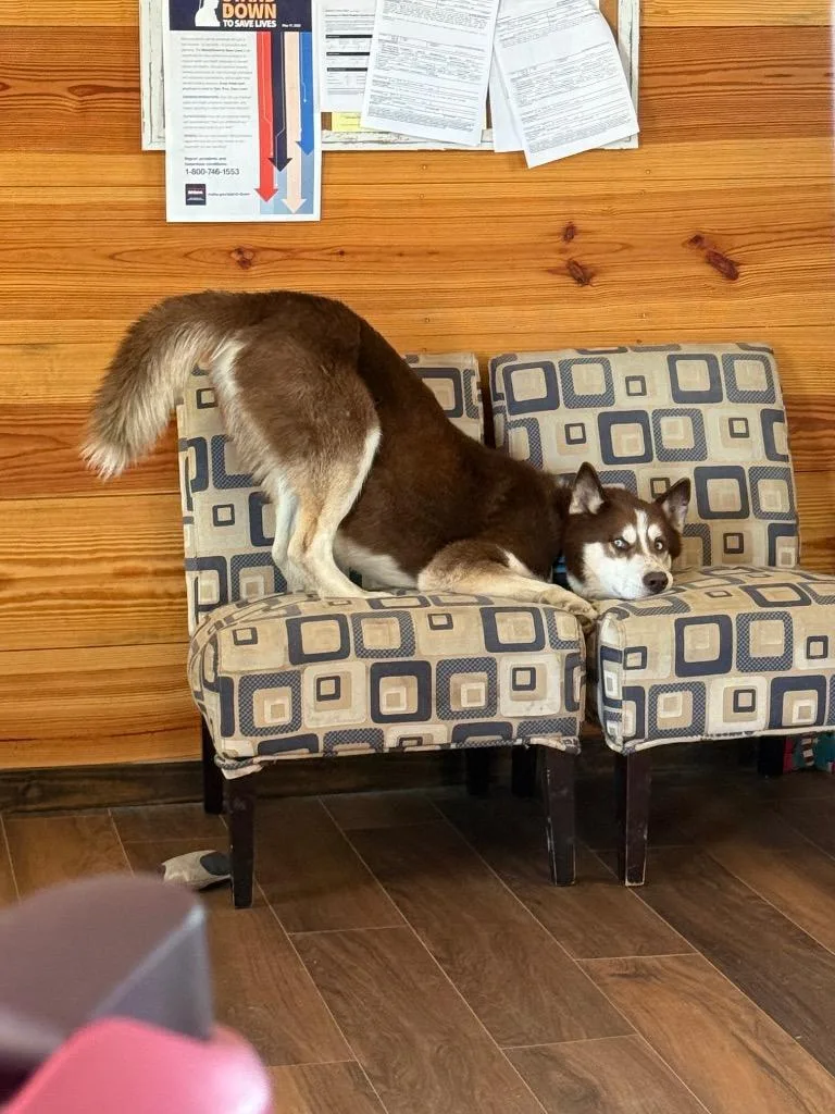 An adult large-sized male Husky dog named Reginald for adoption in Little Rock, AR