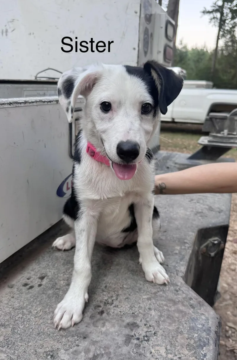 A baby medium-sized female Border Collie dog named Sister for adoption in Manchester, CT