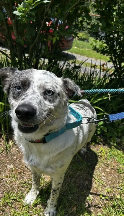 An adult medium-sized female Mixed Breed dog named Hazel for adoption in Spruce Pine, NC