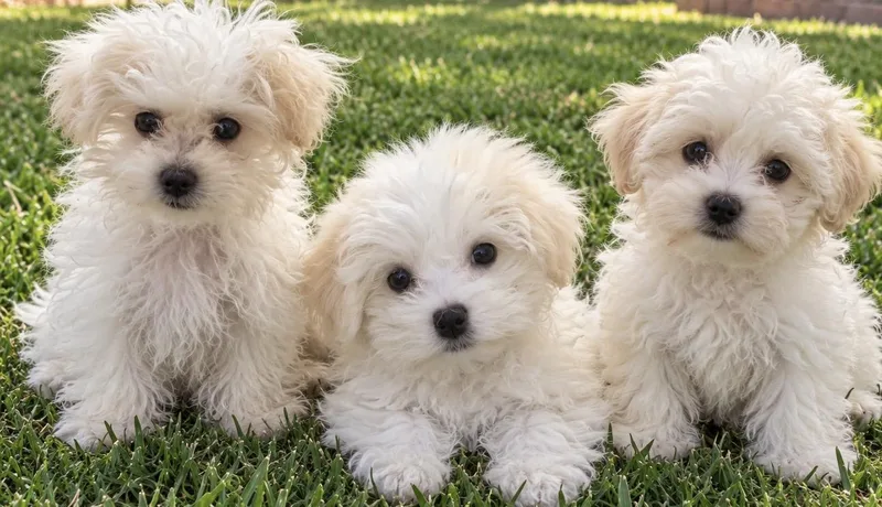 A baby small-sized male White / Cream Maltipoo dog named Pip Mochi and for adoption in Cerritos, CA