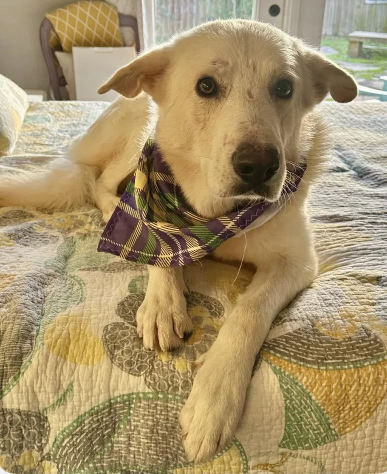 An adult large-sized male White German Shepherd dog named Logan for adoption in Londonderry, NH