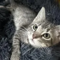 A baby medium-sized male Domestic Short Hair cat named Zeke for adoption in Blaine, MN