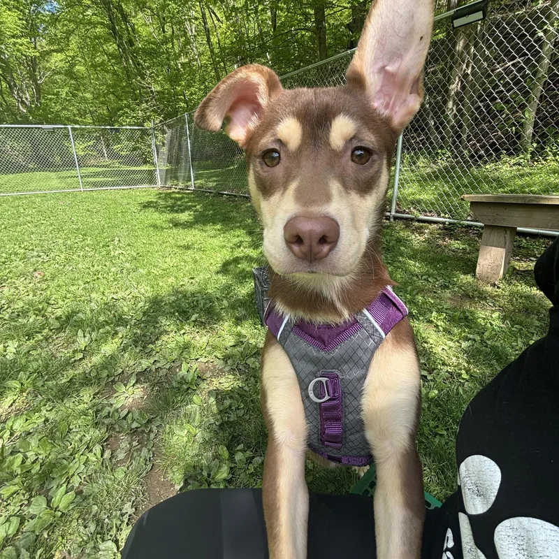 A baby medium-sized female Brown / Chocolate Husky dog named Jovi for adoption in White Oak, PA