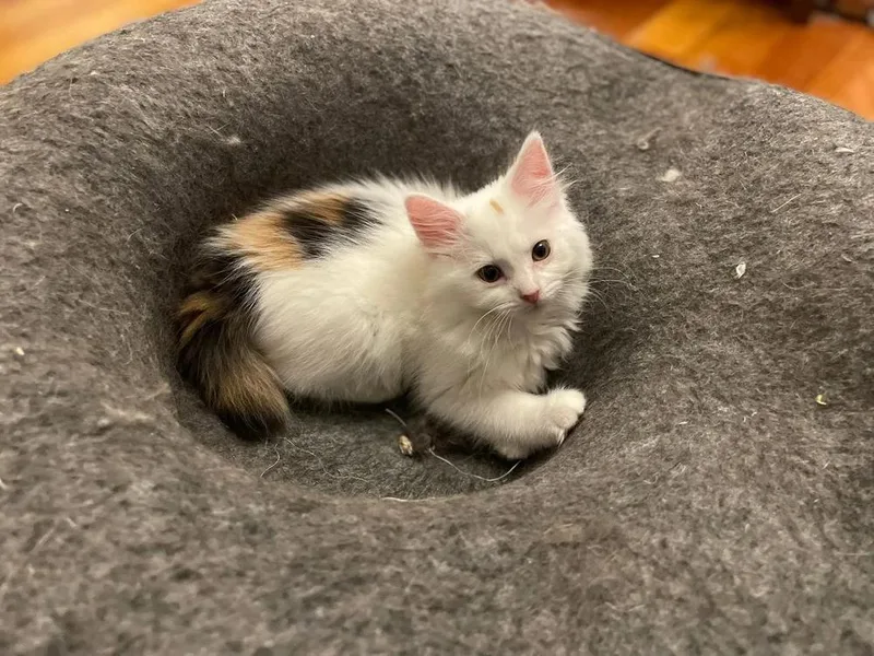 A baby small-sized female White Domestic Long Hair cat named ShortCake for adoption in Davison, MI