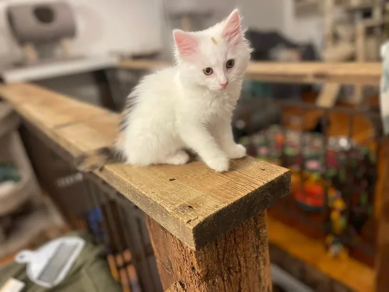 ShortCake thumbnail 4