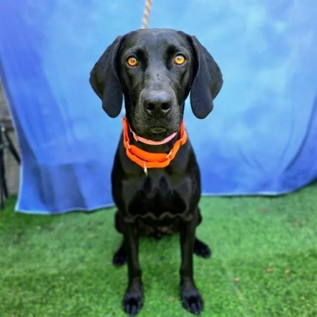 A young large-sized female Labrador Retriever dog named Queen for adoption in Long Beach, CA