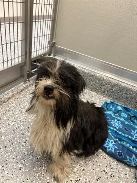 A young small-sized male Lhasa Apso dog named Freddy for adoption in Forney, TX