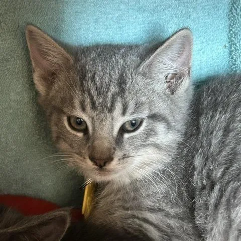 A baby small-sized male Gray / Blue / Silver Domestic Short Hair cat named Grey GooseTiny Spirit for adoption in Springfield, MA