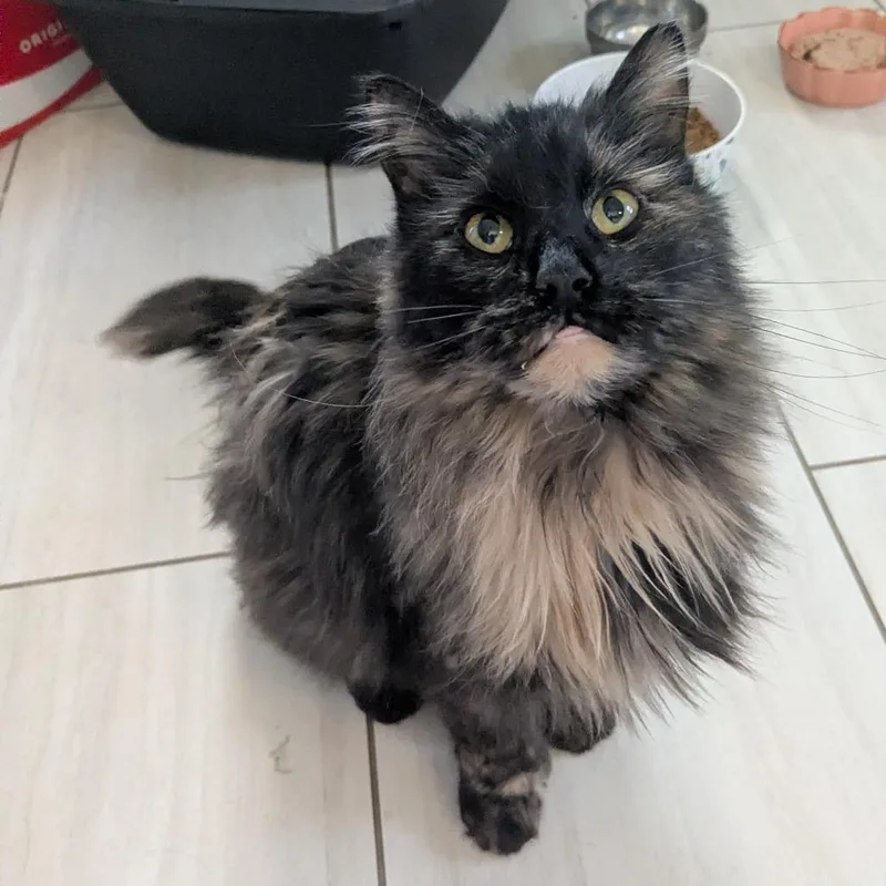 Shirley C thumbnail 2