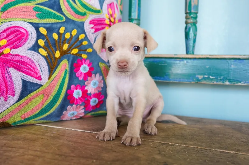A baby small-sized female Apricot / Beige Chihuahua dog named Sharpie for adoption in San Antonio, TX