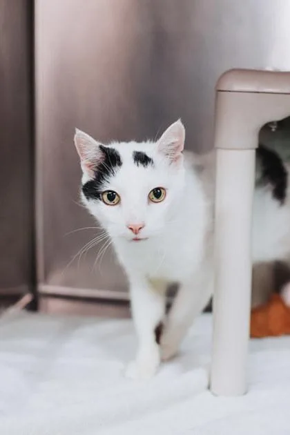 An adult small-sized male Domestic Short Hair cat named A Sullivan for adoption in North Charleston, SC