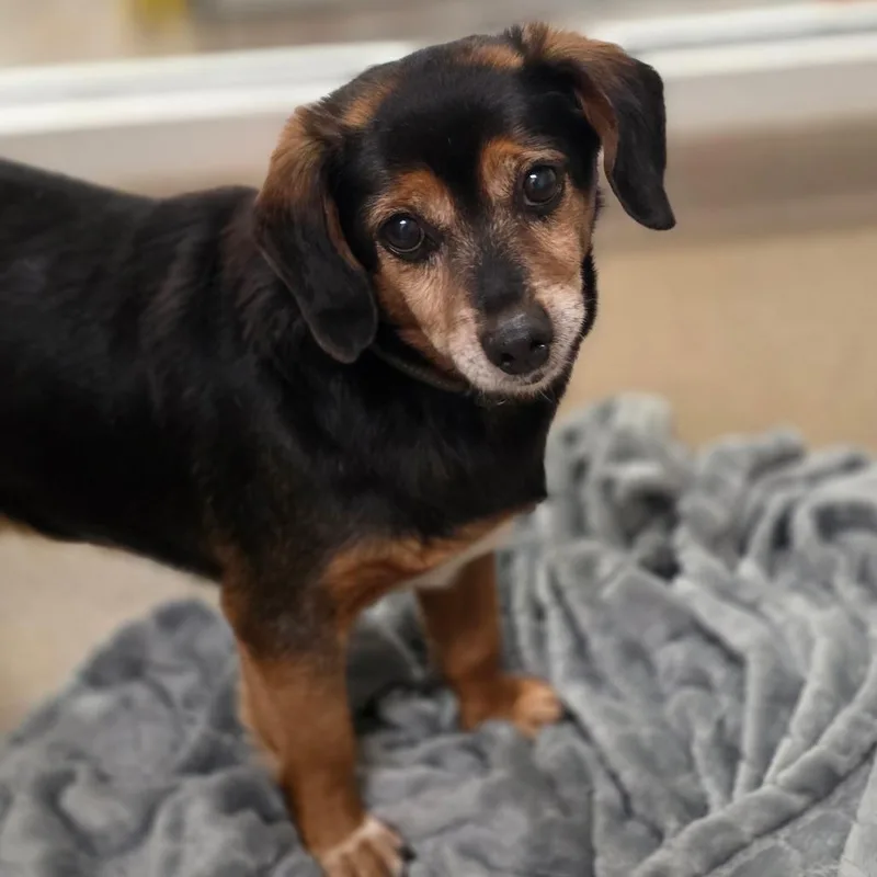 A senior small-sized male Black Beagle dog named Cheeseburger for adoption in Chatham, VA