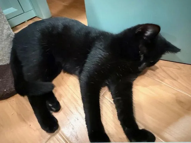 Panda Bear thumbnail 2