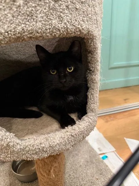 Panda Bear thumbnail 3