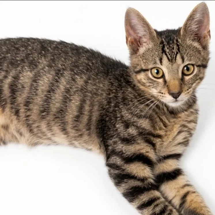 A baby small-sized male Brown / Chocolate Domestic Short Hair cat named Whiskers for adoption in Granby, MO