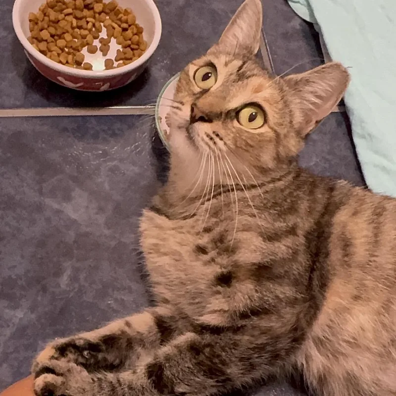An adult medium-sized female Calico Domestic Short Hair cat named Mossa for adoption in Westport, CT