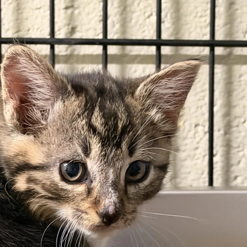 A baby small-sized male Brown / Chocolate Domestic Short Hair cat named Porthos for adoption in Columbus, NC