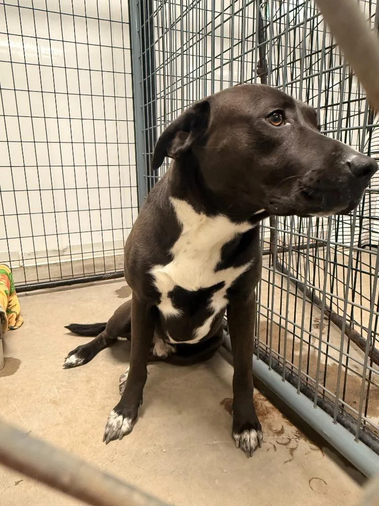 An adult large-sized male Pit Bull Terrier dog named Biggie for adoption in Neillsville, WI