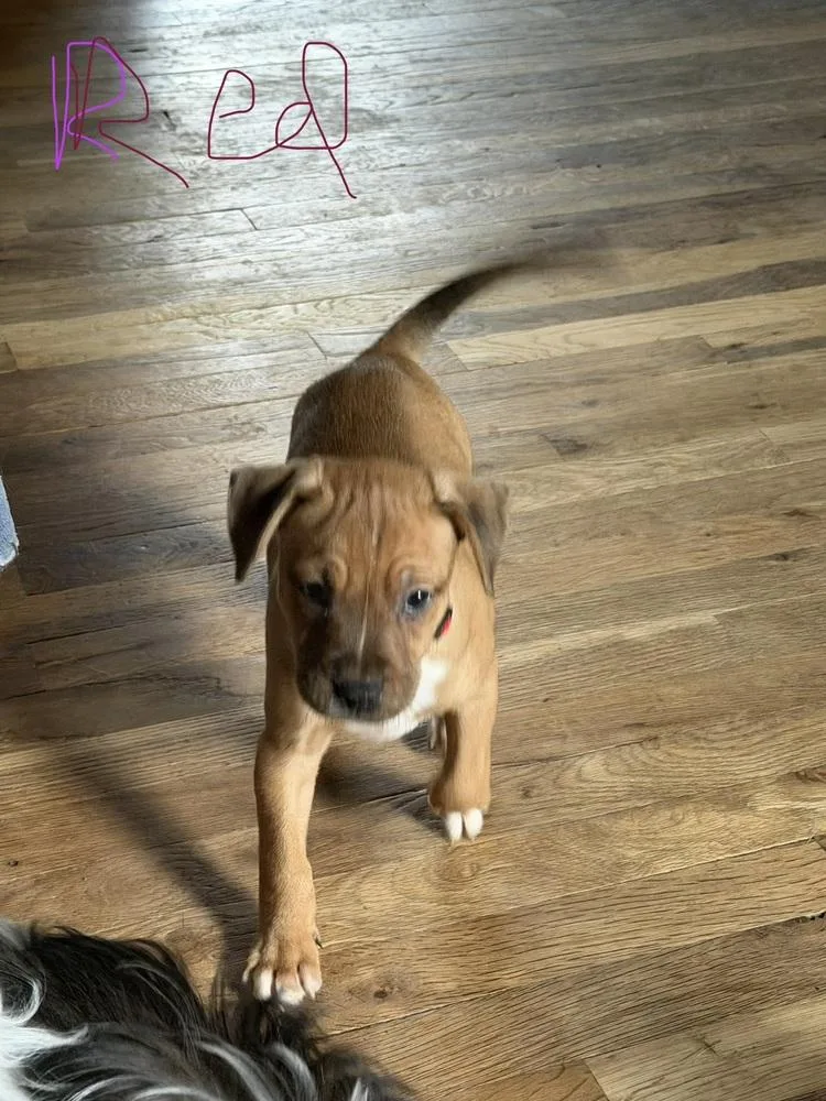 A baby small-sized male Terrier dog named Nautica for adoption in Plymouth, MI
