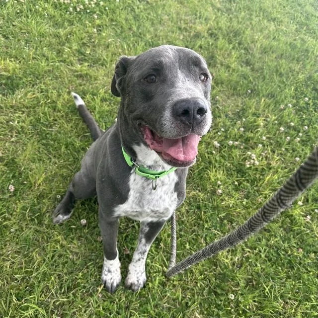 An adult large-sized male Pit Bull Terrier dog named King for adoption in Tucson, AZ