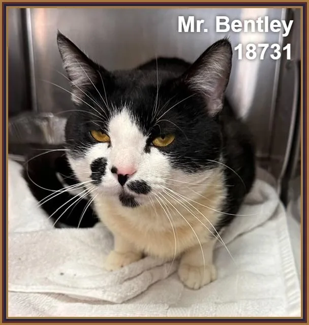 A young medium-sized male Black & White / Tuxedo Domestic Short Hair cat named Mr. Bentley for adoption in Marietta, GA