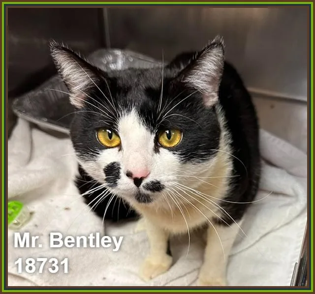 Mr. Bentley thumbnail 2
