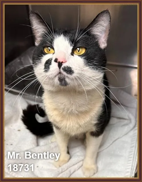 Mr. Bentley thumbnail 4