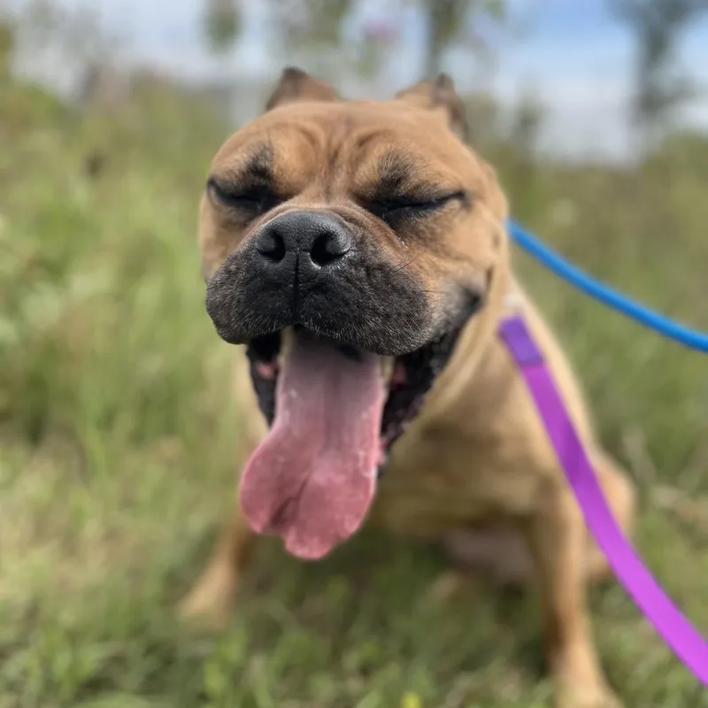 A baby large-sized female Sable Pit Bull Terrier dog named Rosabelle for adoption in Matteson, IL