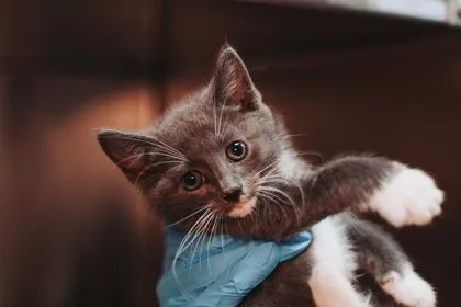 A young small-sized male Domestic Short Hair cat named A Nonny for adoption in North Charleston, SC
