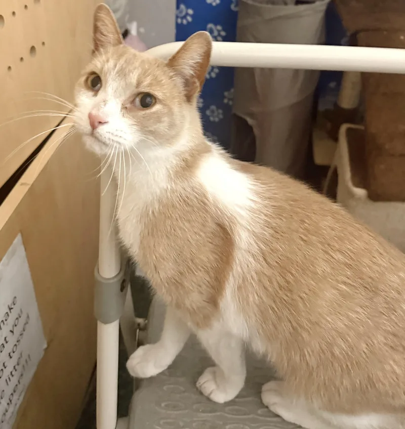 A young large-sized male Buff & White Tabby cat named Shortbread for adoption in Philadelphia, PA