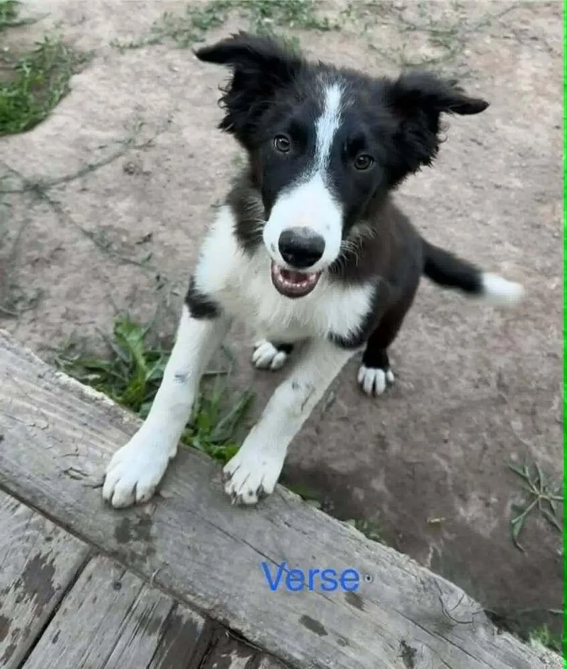 Verse