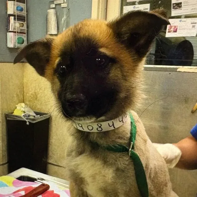 A baby small-sized female Belgian Shepherd / Malinois dog named Canela for adoption in Riverside, CA