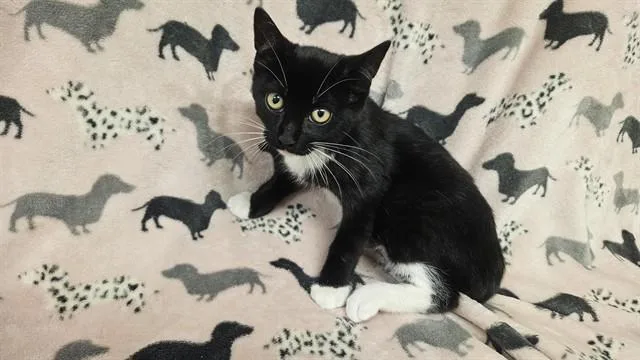 A baby small-sized female Domestic Short Hair cat named Maya for adoption in Castaic, CA