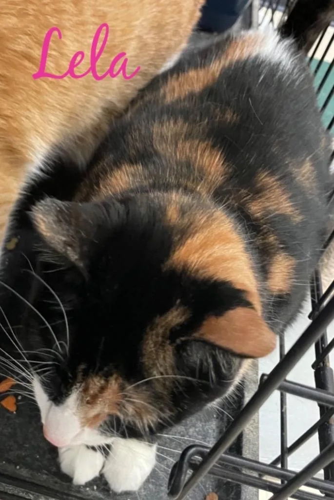 A young medium-sized female Domestic Short Hair cat named Lela for adoption in Muskegon, MI