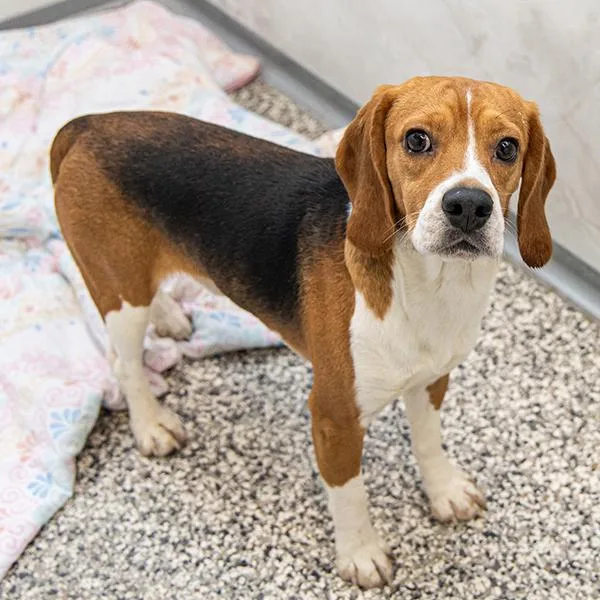 An adult small-sized male Beagle dog named Beacon for adoption in Des Moines, IA