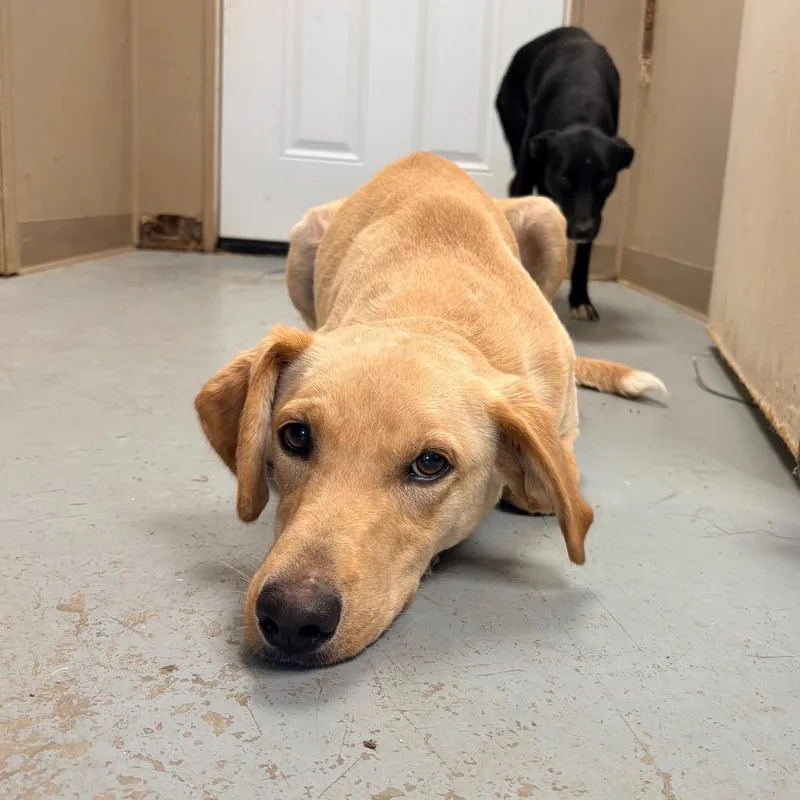 An adult medium-sized female Mixed Breed dog named Fish for adoption in Saint Louis, MO